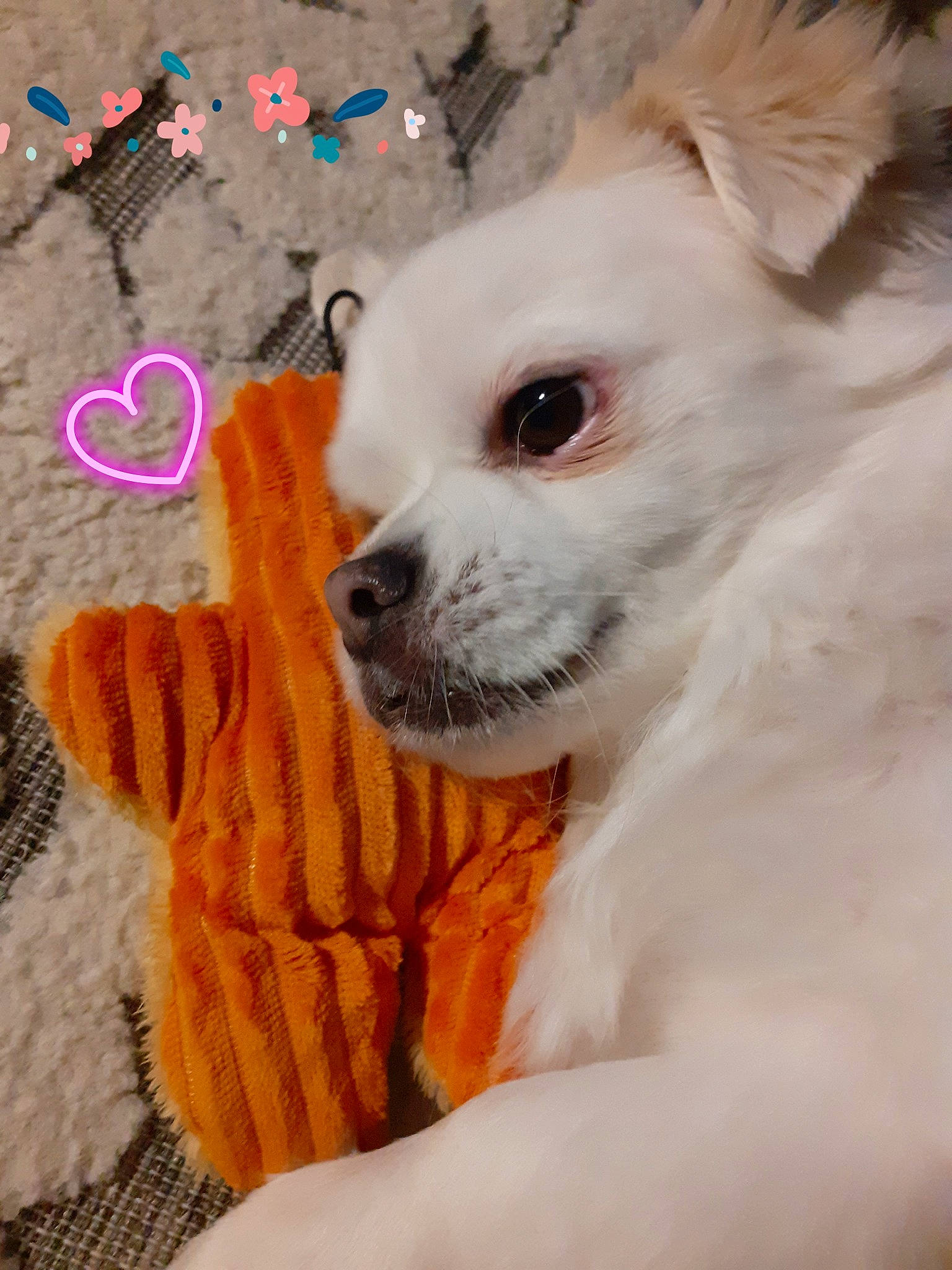 Lasko participe au concours pour gagner de l'argent avec cette photo : canidae, carnivore, companion_dog, dog, dog_breed, dog_supply, fawn, fur, non_sporting_group, pet_supply, plant, snout, soil, sporting_group, toy_dog, whiskers