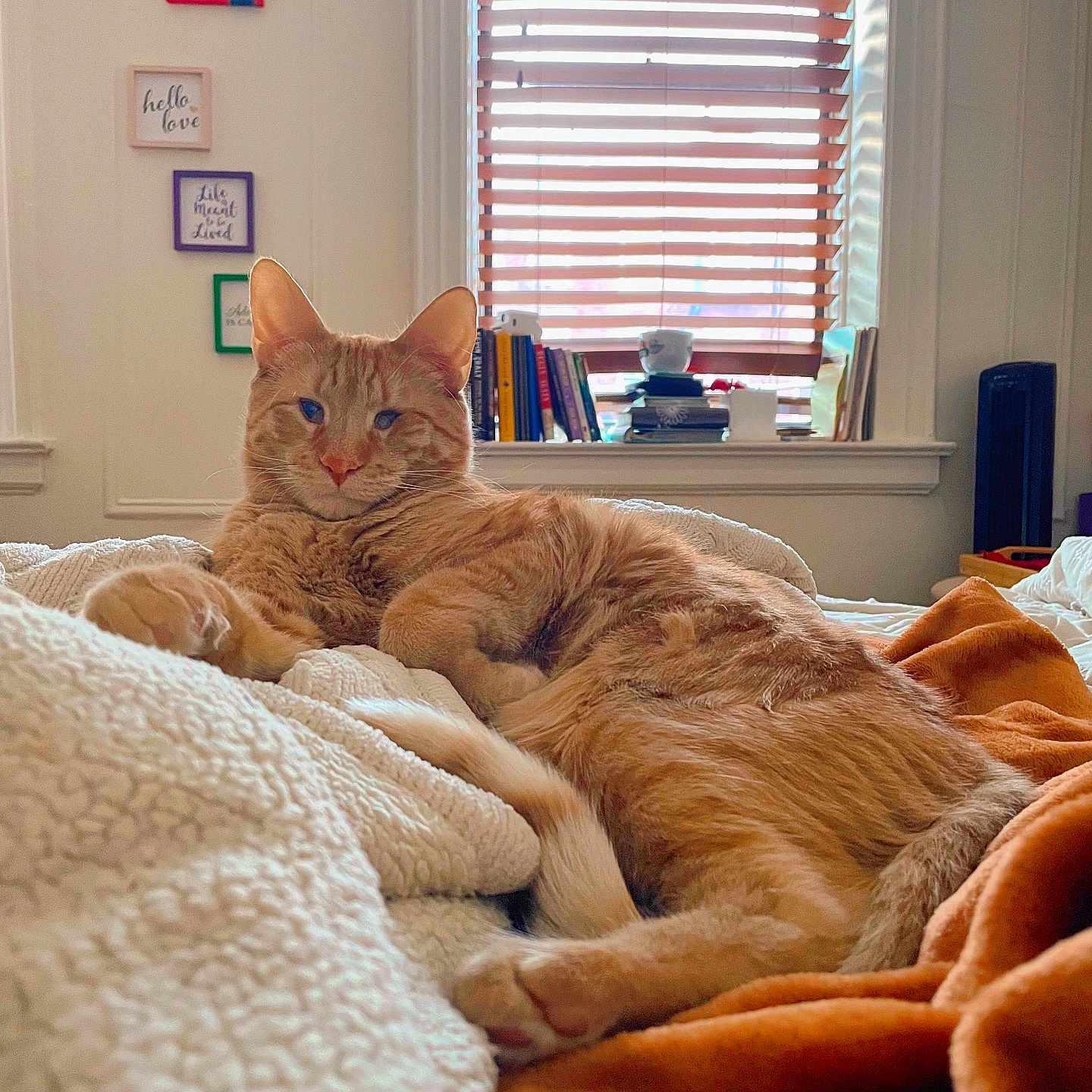 Lemon is registered to the contest to win money with this photo: abyssinian, animal, art, bed, bedroom, blanket, cat, couch, curtain, furniture, homedecor, indoors, interiordesign, kitten, manx, painting, pet, quilt, room, window