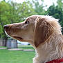 Wanda joined the competition — help win amazing prizes! dog, golden_retriever, side_profile, fur, collar, outdoor, greenery, blurred_background, pet, animal, canine, nature, portrait, calm, looking_away, muzzle, ears, whiskers, soft_light, daytime