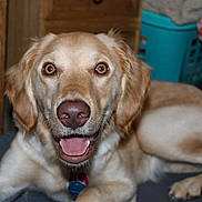Wanda joined the competition — help win amazing prizes! dog, golden_retriever, pet, indoor, smiling, lying_down, animal, canine, fur, tongue, ears, nose, collar, happy, face, domestic_animal, mammal, closeup, friendly, cute