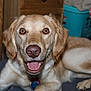 dog, golden_retriever, pet, indoor, smiling, lying_down, animal, canine, fur, tongue, ears, nose, collar, happy, face, domestic_animal, mammal, closeup, friendly, cute