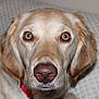 Wanda is registered to the contest to win money with this photo: dog, golden_retriever, close_up, pet, animal, face, eyes, nose, fur, indoor, couch, pattern, looking, portrait, canine, muzzle, ears, whiskers, red_collar, domestic_animal