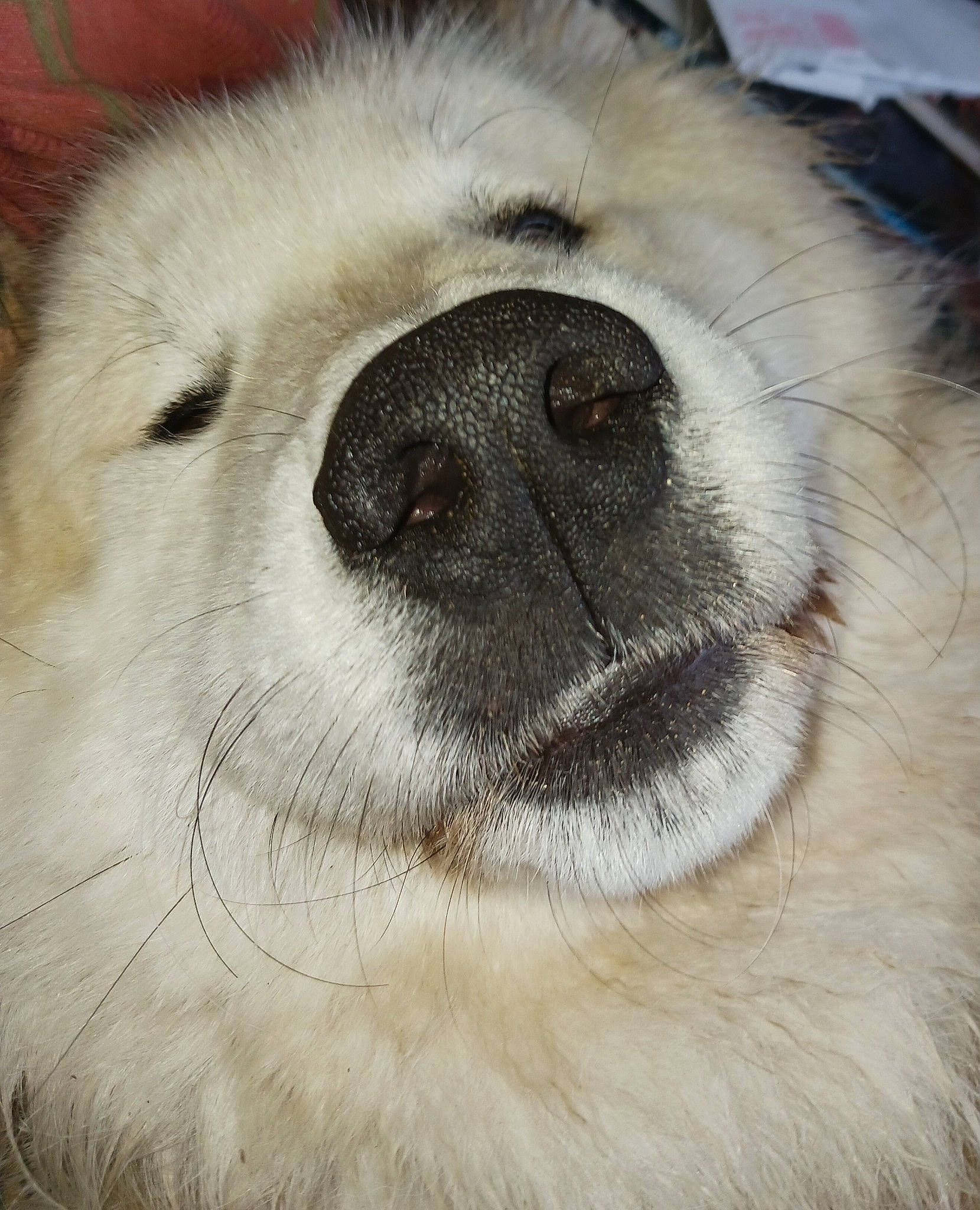 Rook is registered to the contest to win money with this photo: ancient_dog_breeds, canidae, carnivore, close_up, companion_dog, dog, dog_breed, fawn, felidae, fur, non_sporting_group, paw, polish_tatra_sheepdog, puppy, snout, sporting_group, terrestrial_animal, whiskers, working_animal, working_dog