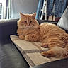 cat, ginger_cat, fluffy, long_hair, pet, animal, feline, orange, lounging, sitting, cushion, sofa, indoors, home, relaxed, portrait, whiskers, ears, paws, denim_jacket