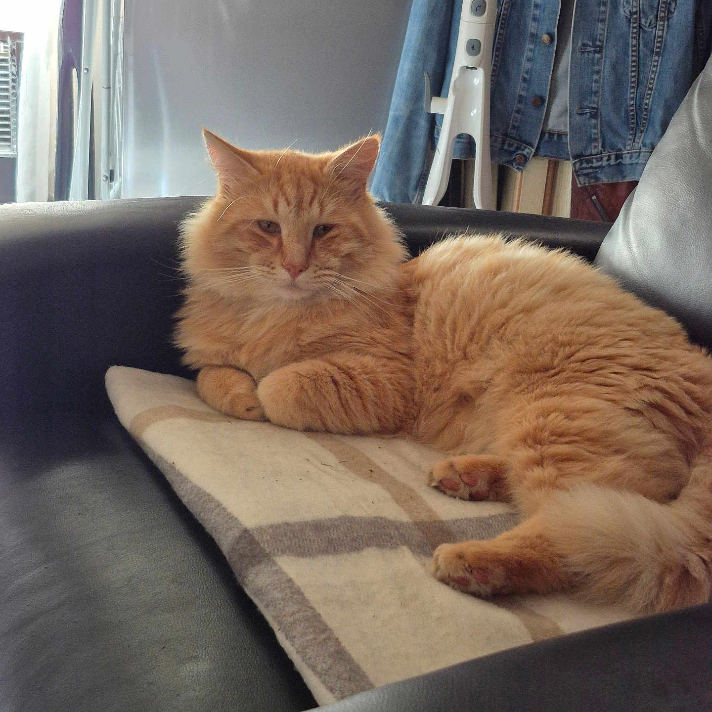 Marley a rejoint le concours — aidez-le/la à gagner de superbes lots ! cat, ginger_cat, fluffy, long_hair, pet, animal, feline, orange, lounging, sitting, cushion, sofa, indoors, home, relaxed, portrait, whiskers, ears, paws, denim_jacket