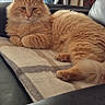 cat, orange_cat, fluffy, long_hair, tabby, feline, pet, animal, whiskers, ears, paws, tail, lounging, sitting, relaxed, cushion, chair, indoor, furniture, portrait