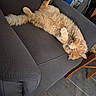 Marley a rejoint le concours — aidez-le/la à gagner de superbes lots ! cat, orange_cat, fluffy, furry, pet, animal, sleeping, relaxed, upside_down, sprawled, paws_up, belly_up, armchair, chair, indoor, home, furniture, floor, tiles, funny