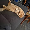 Marley a rejoint le concours — aidez-le/la à gagner de superbes lots ! cat, ginger_cat, fluffy, furry, sleeping, relaxed, upside_down, belly_up, paws, tail, sofa, couch, indoor, living_room, furniture, chair, bags, home, cozy, pet