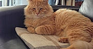 Marley participe au concours pour gagner de l'argent avec cette photo : cat, orange_cat, fluffy, longhaired, feline, pet, sleepy, relaxed, lounging, cushion, sofa, indoor, home, living_room, portrait, whiskers, ears, paws, fur, clothing