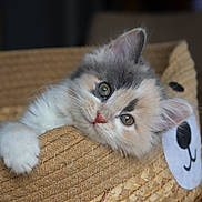 Athena a rejoint le concours — aidez-le/la à gagner de superbes lots ! animal, basket, calico, cat, closeup, cute, domestic, ears, face, furry, indoor, kitten, paw, pet, relaxed, resting, soft, whiskers, woven, young