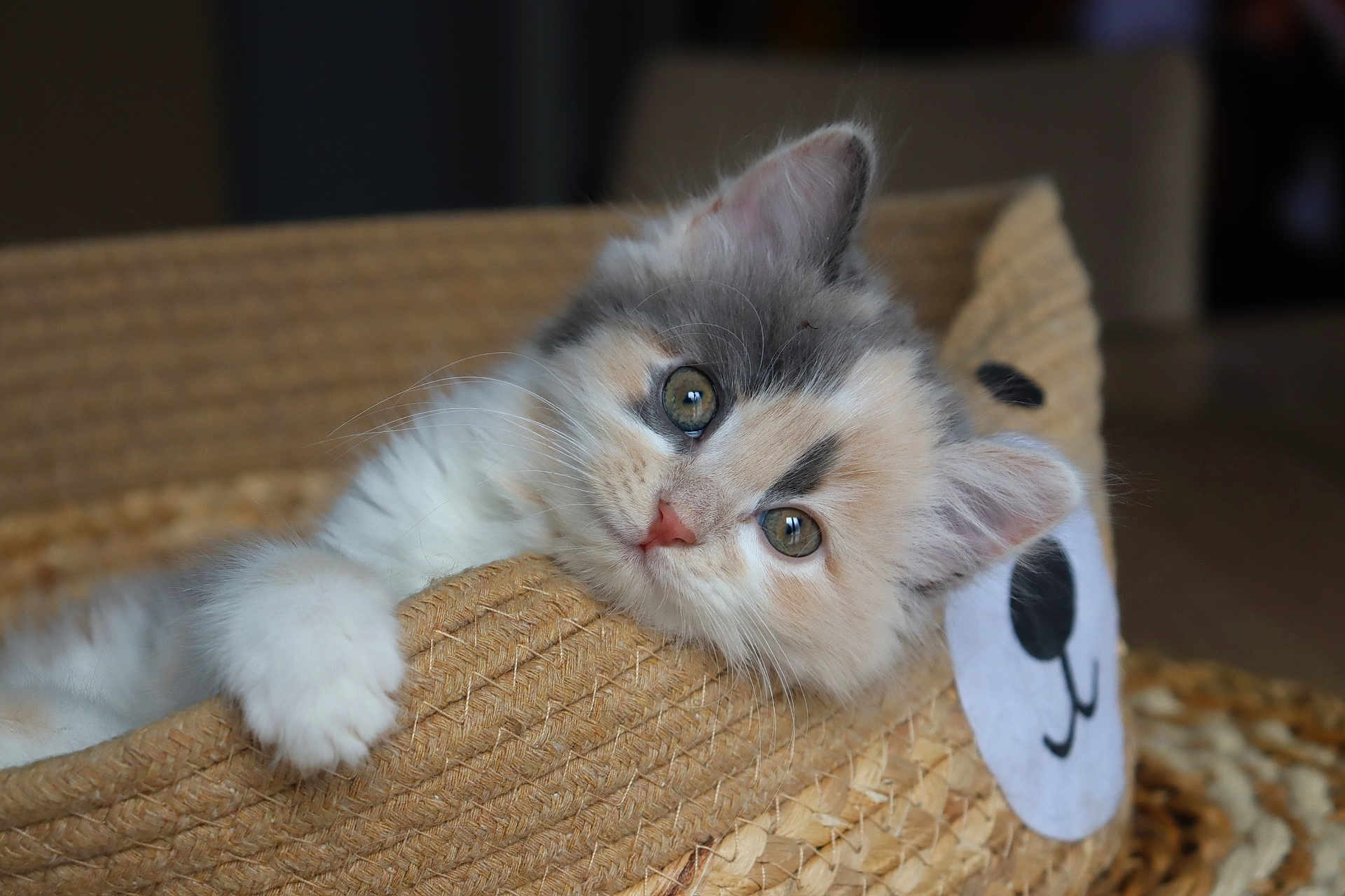 Athena