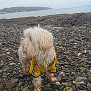 Iko participe au concours pour gagner de l'argent avec cette photo : dog, yellow_jacket, rocky_beach, sea, cloudy_sky, rocks, water, outdoor, pet, curious, fur, nature, landscape, canine, coast, shore, animal, weather, scenery, daytime