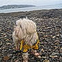 dog, yellow_jacket, rocky_beach, sea, cloudy_sky, rocks, water, outdoor, pet, curious, fur, nature, landscape, canine, coast, shore, animal, weather, scenery, daytime