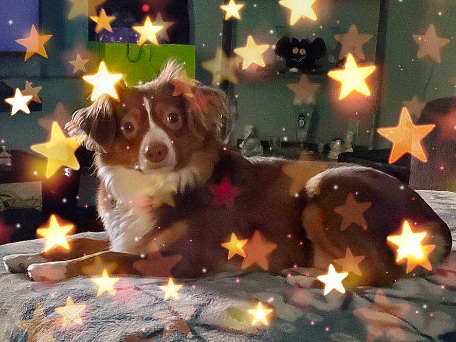 Baylee is registered to the contest to win money with this photo: astronomical_object, canidae, carnivore, companion_dog, dog, dog_breed, dog_supply, fire, flame, heat, hunting_dog, space, sporting_group, star, working_animal, working_dog