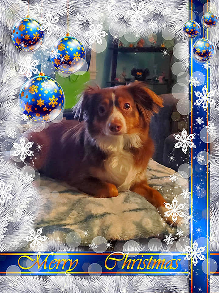 Baylee joined the competition — help win amazing prizes! ball, blue, canidae, carnivore, christmas, christmas_ornament, companion_dog, dog, dog_breed, dog_supply, fur, holiday_ornament, liver, ornament, photo_caption, poster, sporting_group, vertebrate, working_animal, working_dog