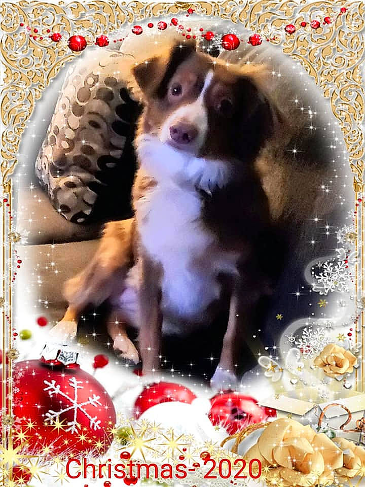 Baylee joined the competition — help win amazing prizes! ancient_dog_breeds, canidae, carnivore, companion_dog, coquelicot, dog, dog_breed, dog_supply, graphic_design, graphics, herding_dog, hunting_dog, paw, pet_supply, poster, snout, sporting_group, tongue, working_animal, working_dog