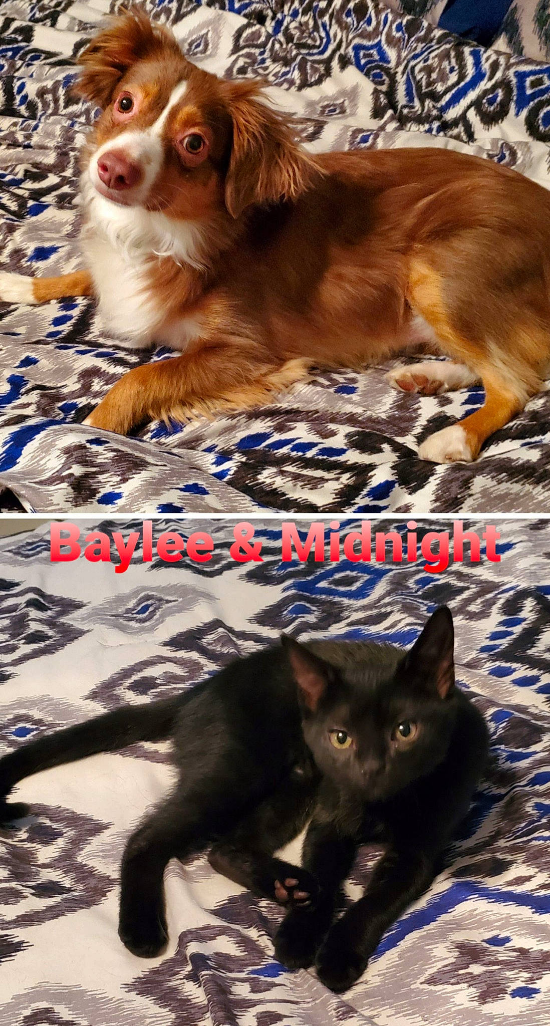 Baylee is registered to the contest to win money with this photo: canidae, carnivore, companion_dog, dog, dog_breed, gun_dog, iris, liver, organism, pet_supply, photo_caption, pointing_breed, snout, spaniel, sporting_group, terrestrial_animal, vertebrate, whiskers, working_animal, working_dog