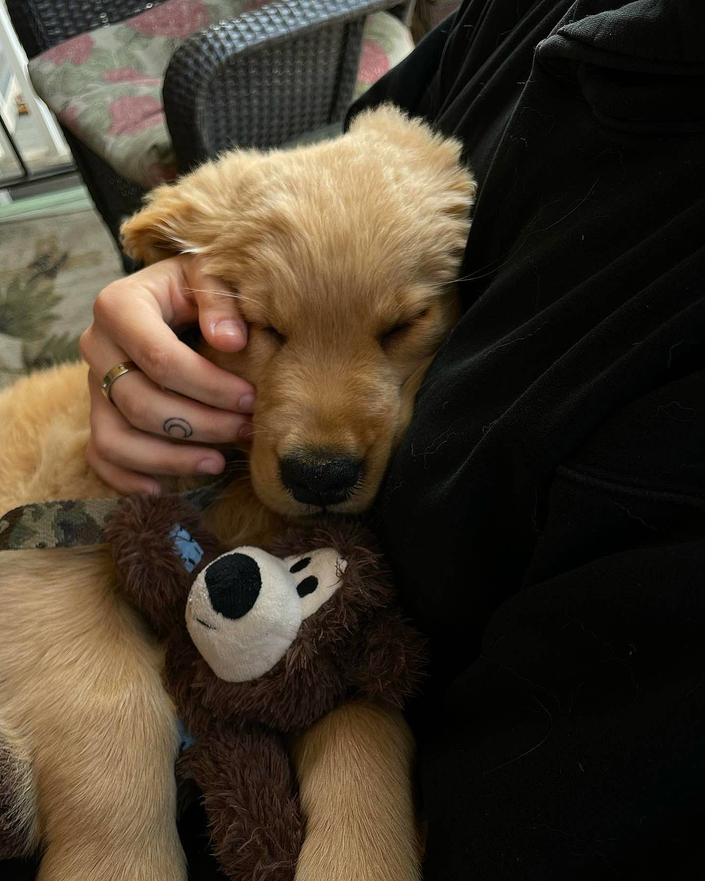 Simba joined the competition — help win amazing prizes! canidae, carnivore, comfort, companion_dog, dog, dog_breed, ear, fawn, fur, puppy_love, sitting, small_terrier, snout, sporting_group, stuffed_toy, teddy_bear, toy, toy_dog, whiskers, working_animal