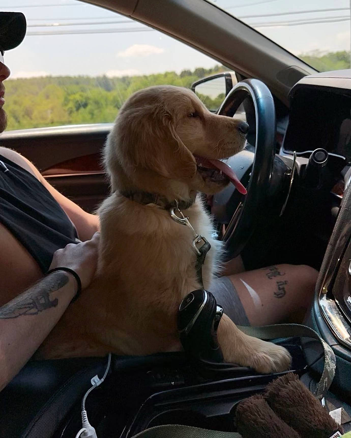 Simba joined the competition — help win amazing prizes! auto_part, automotive_design, automotive_exterior, car, car_seat, car_seat_cover, carnivore, comfort, companion_dog, dog, dog_breed, fawn, motor_vehicle, personal_luxury_car, satellite_radio, sky, steering_part, steering_wheel, vehicle, vehicle_door