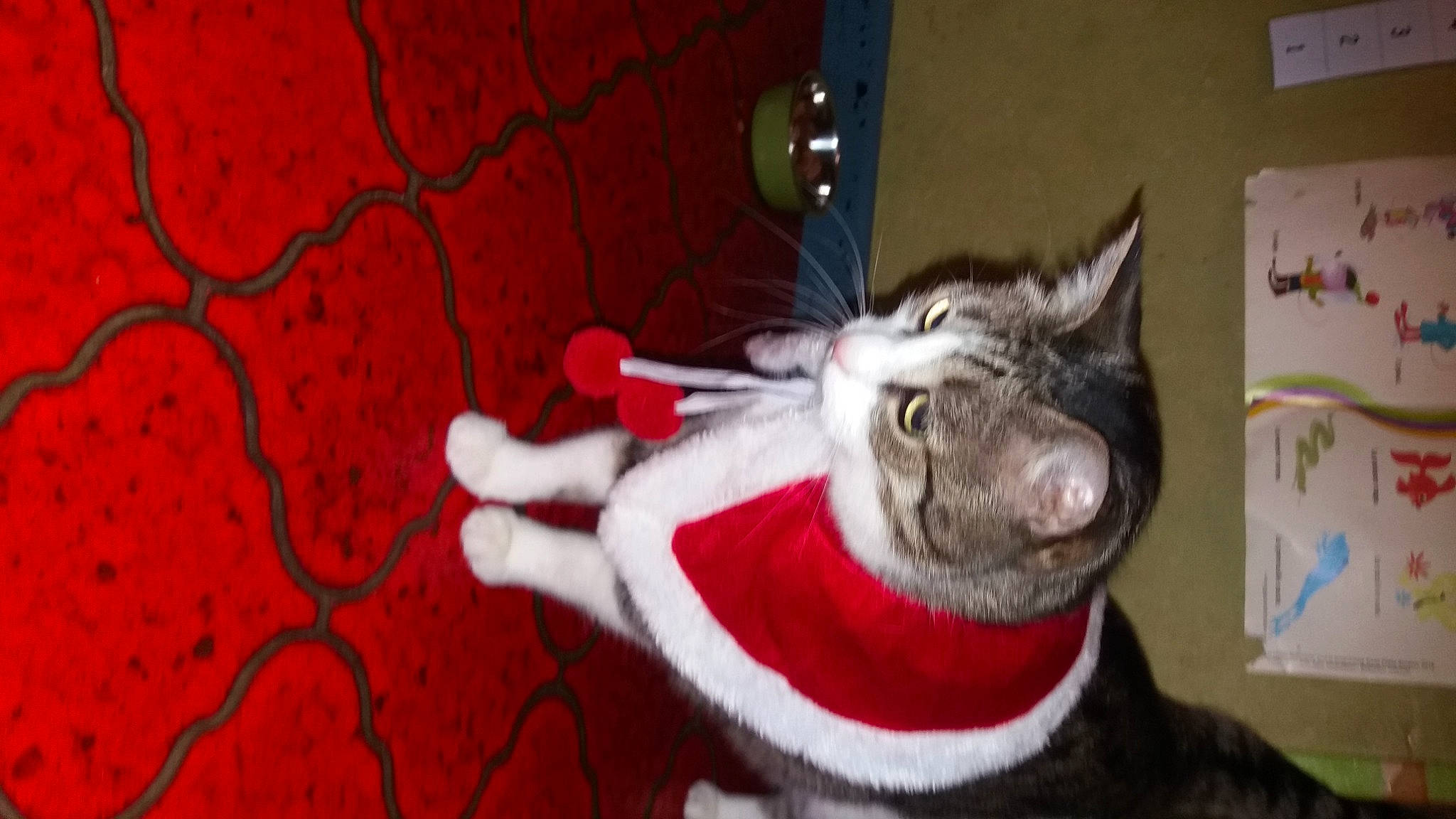 Boulon a rejoint le concours — aidez-le/la à gagner de superbes lots ! art, carmine, carnivore, cat, domestic_short_haired_cat, fang, felidae, flooring, fur, pattern, paw, small_to_medium_sized_cats, snout, tail, visual_arts, whiskers