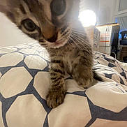 Tigris participe au concours pour gagner de l'argent avec cette photo : kitten, cat, close_up, bedspread, indoor, curious, feline, pet, whiskers, paw, striped, young, animal, cute, domestic, room, furniture, soft_light, pattern, playful