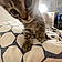 Tigris