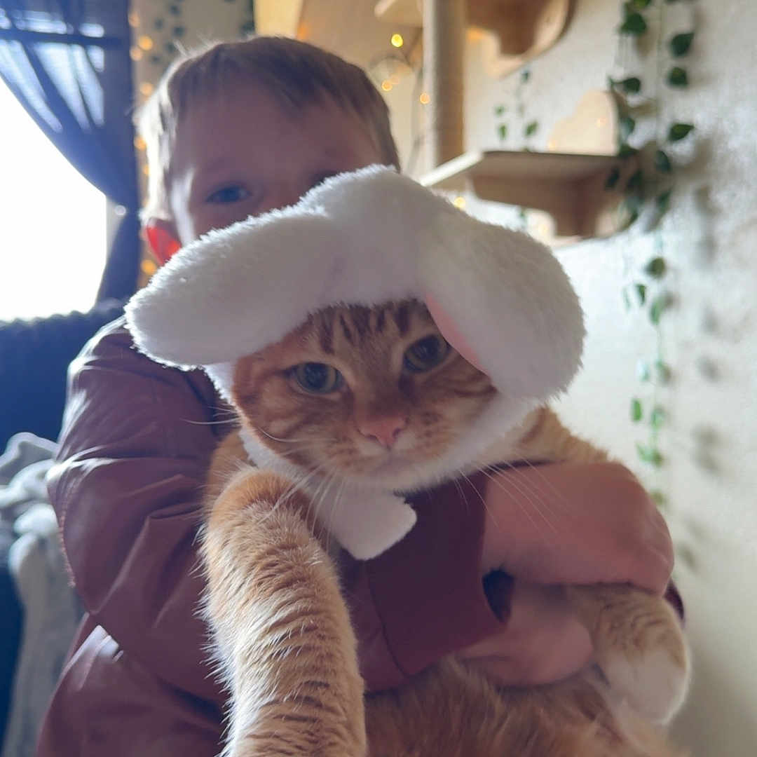 Haha joined the competition — help win amazing prizes! bunny_hat, cat, child, costume, cozy, curtains, cute, expression, fairy_lights, furniture, ginger_cat, holding, home, indoor, person, pet, plant, playful, warm_lighting, window