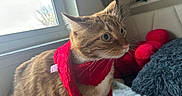 Haha joined the competition — help win amazing prizes! animal, bed, cat, comfort, cozy, curious, cute, domestic, fur, indoor, natural_light, orange_tabby, pet, pillow, red, resting, scarf, soft_texture, whiskers, window