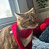 animal, bed, cat, comfort, cozy, curious, cute, domestic, fur, indoor, natural_light, orange_tabby, pet, pillow, red, resting, scarf, soft_texture, whiskers, window