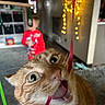 Haha joined the competition — help win amazing prizes! animal, blurred_background, carpet, cat, child, close_up, curious, cute, expression, fairy_lights, feline, home, indoor, orange_tabby, pet, playful, red_clothing, ribbon, tongue_out, wide_eyes