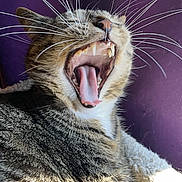 Zoey joined the competition — help win amazing prizes! cat, tabby, yawning, mouth_open, teeth, tongue, whiskers, close_up, indoor, purple_background, fur, pet, animal, sleepy, relaxed, sunlight, portrait, cute, feline, resting