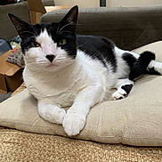 Zorro is registered to the contest to win money with this photo: animal, black_and_white, cat, closeup, cushion, cute, domestic_cat, feline, fur, green_eyes, home, indoor, looking, paw, pet, relaxed, resting, sofa, tail, whiskers