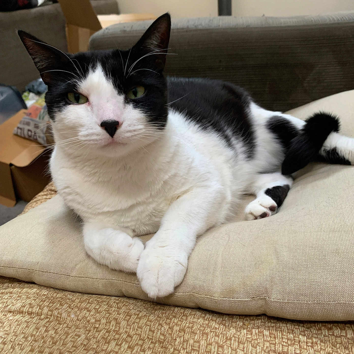Zorro is registered to the contest to win money with this photo: animal, black_and_white, cat, closeup, cushion, cute, domestic_cat, feline, fur, green_eyes, home, indoor, looking, paw, pet, relaxed, resting, sofa, tail, whiskers