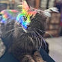 cat, fluffy, rainbow, light, indoor, animal, pet, whiskers, fur, relaxed, closeup, colorful, face, ears, eyes, portrait, soft_light, blurred_background, couch, home