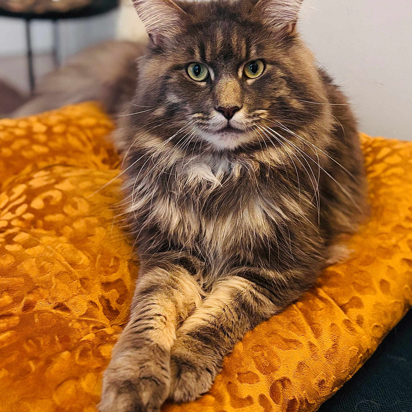 Uno a rejoint le concours — aidez-le/la à gagner de superbes lots ! animal, blanket, cat, closeup, cozy, cute, feline, fluffy, fur, green_eyes, home, indoor, orange, paws, pet, portrait, relaxed, resting, tabby, whiskers