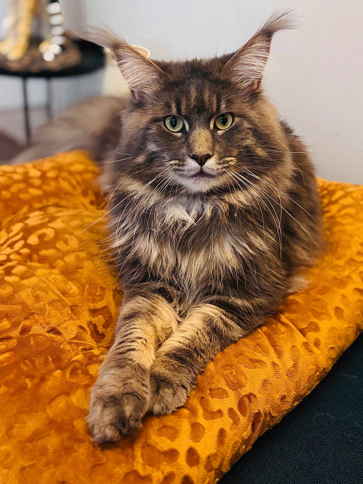 Uno a rejoint le concours — aidez-le/la à gagner de superbes lots ! cat, fluffy, pet, animal, feline, green_eyes, whiskers, paws, fur, tabby, indoor, blanket, orange, relaxed, resting, cute, closeup, portrait, home, cozy