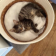 Ares a rejoint le concours — aidez-le/la à gagner de superbes lots ! kitten, cat, basket, cushion, fur, tabby, pet, indoor, wooden_floor, cozy, curious, sleepy, cute, animal, feline, resting, soft, domestic, young, small