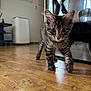 Ares a rejoint le concours — aidez-le/la à gagner de superbes lots ! kitten, cat, tabby, indoor, wooden_floor, reflection, glass, curious, pet, animal, walking, young, feline, closeup, home, domestic, whiskers, ears, tail, playful