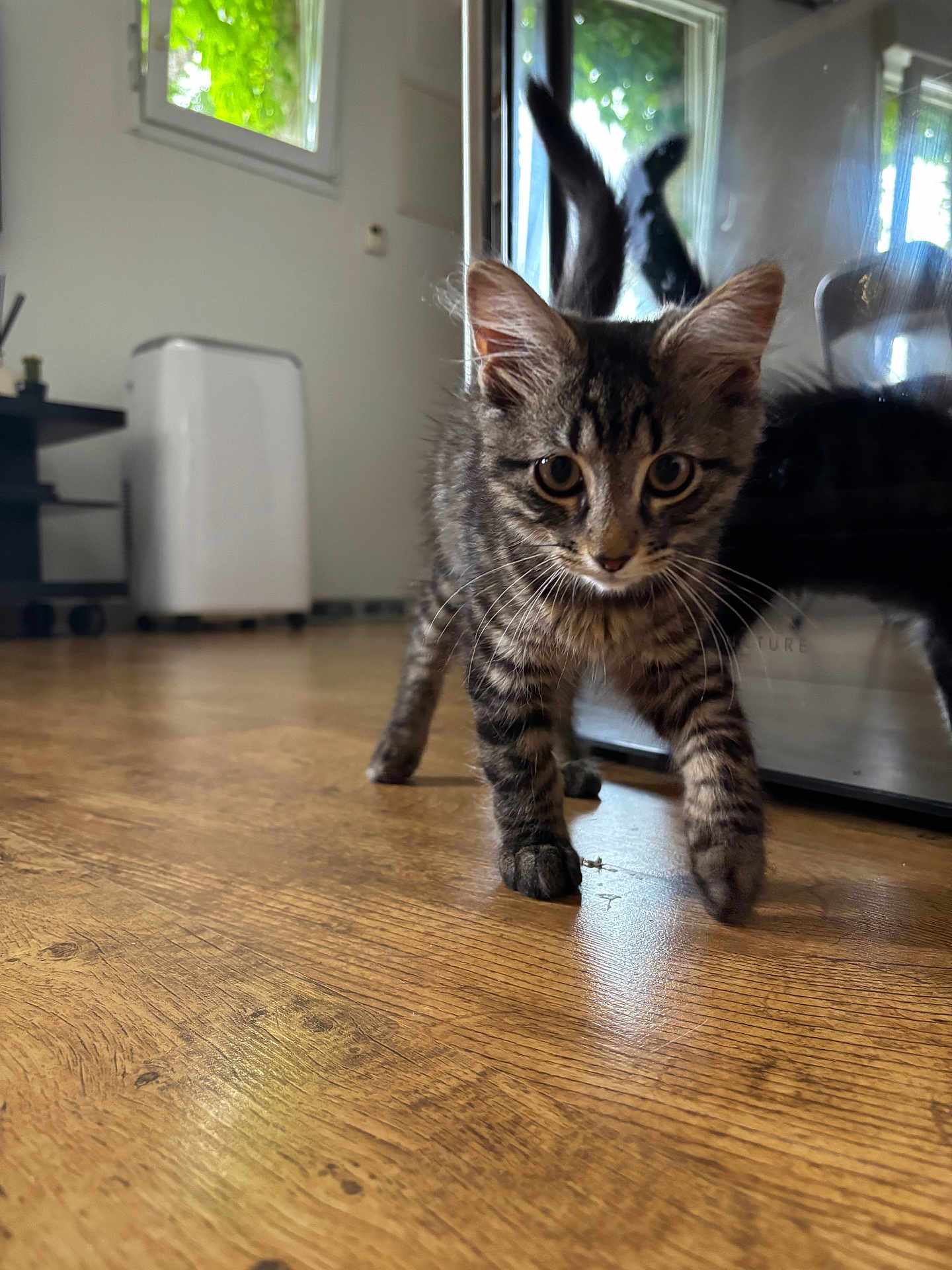 Ares a rejoint le concours — aidez-le/la à gagner de superbes lots ! kitten, cat, tabby, indoor, wooden_floor, reflection, glass, curious, pet, animal, walking, young, feline, closeup, home, domestic, whiskers, ears, tail, playful