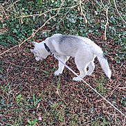 Arkann participe au concours pour gagner de l'argent avec cette photo : dog, white_dog, leash, sniffing, outdoor, leaf_litter, ivy, branches, collar, ground_cover, park, nature, grass, bushes, walking, side_view, small_flower, autumn_leaves, canine, daylight