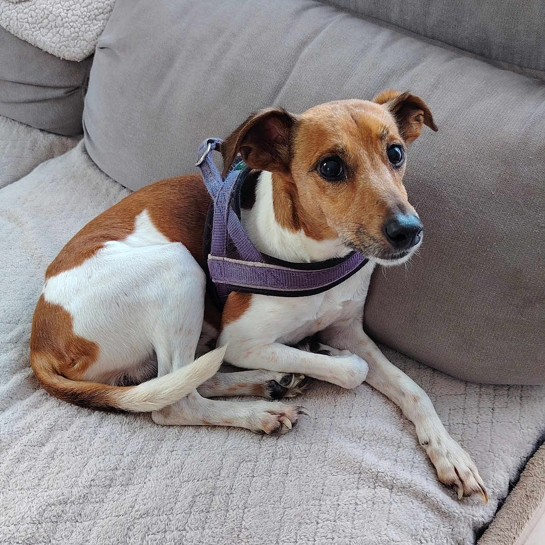 Pataud participe au concours pour gagner de l'argent avec cette photo : animal, blanket, brown, closeup, companion, couch, cozy, curious, dog, fur, indoor, looking, paws, pet, purple_harness, relaxed, resting, small_dog, soft_texture, white