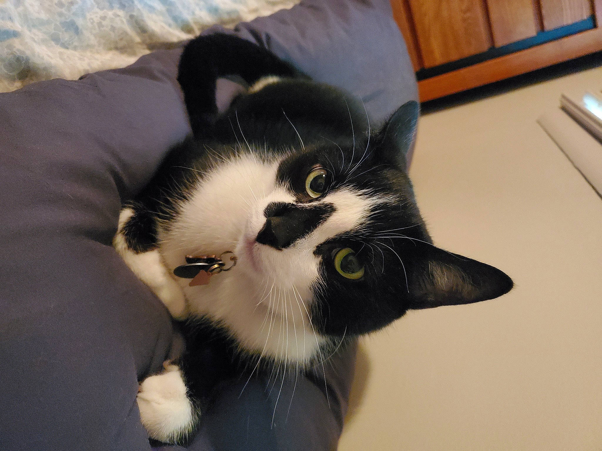 Curry is registered to the contest to win money with this photo: american_wirehair, black_and_white, carnivore, cat, domestic_short_haired_cat, ear, european_shorthair, eye, felidae, fur, kitten, nose, polydactyl_cat, small_to_medium_sized_cats, snout, tail, whiskers