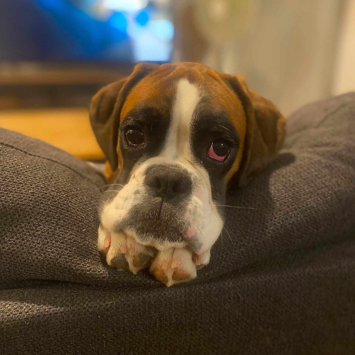 Tokyo participe au concours pour gagner de l'argent avec cette photo : dog, boxer, pet, animal, canine, resting, indoor, couch, cozy, fur, portrait, closeup, brown, white, black, paw, face, expression, blurred_background, home