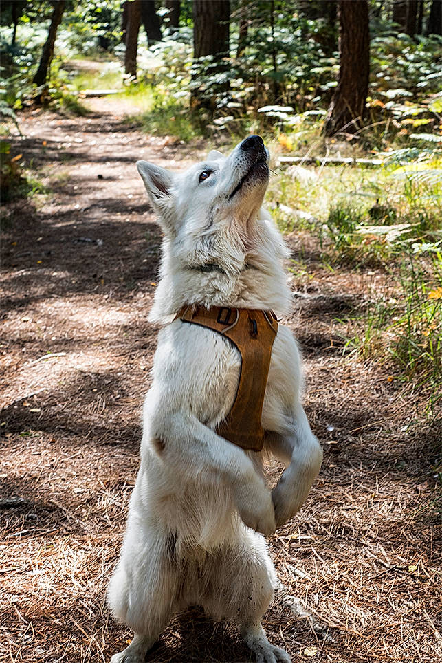 Nanooq participe au concours pour gagner de l'argent avec cette photo : berger_blanc_suisse, canidae, canis, carnivore, czechoslovakian_wolfdog, dog, dog_breed, fawn, mammal, norwegian_buhund, tail, tree, vertebrate, white_shepherd, wildlife, wolfdog