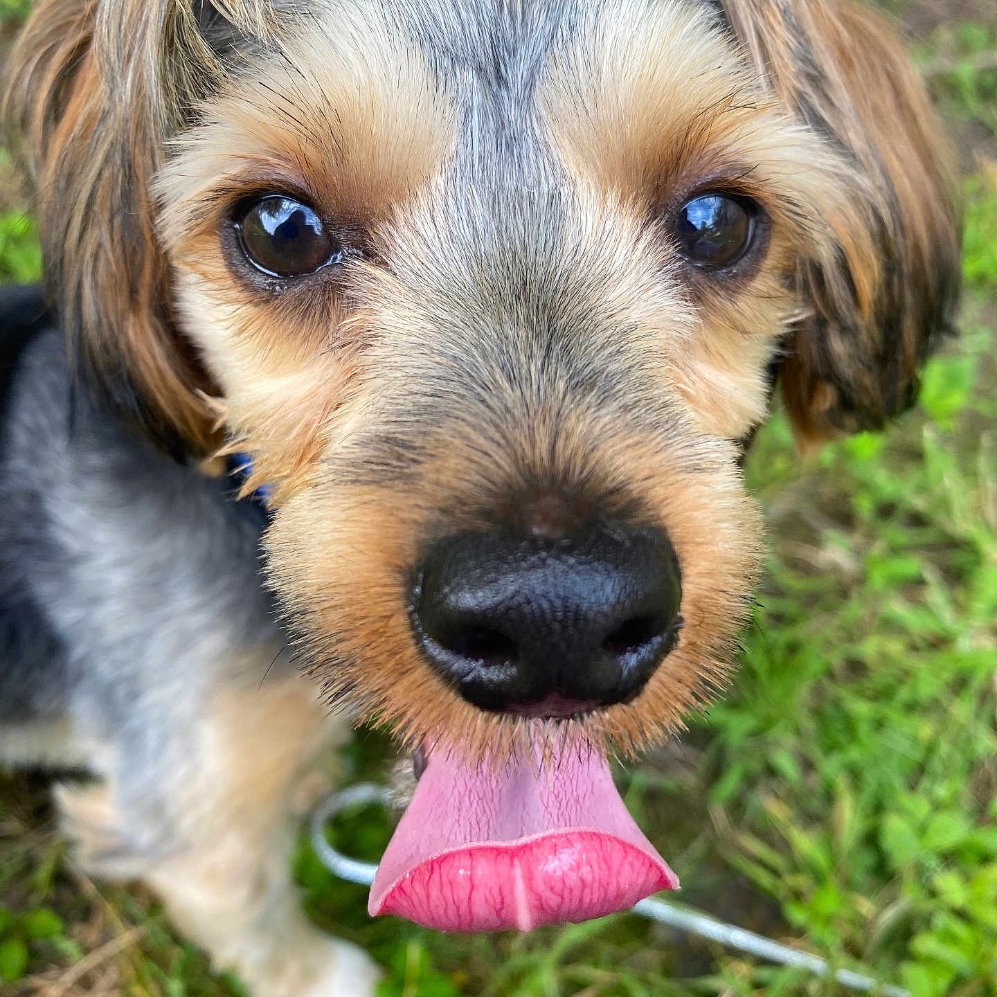 Finn joined the competition — help win amazing prizes! airedale, animal, bodypart, canine, cockerspaniel, dog, field, grass, grassland, hound, lawn, mouth, nature, person, pet, plant, poodle, puppy, terrier, tongue