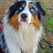 Rainbow a rejoint le concours — aidez-le/la à gagner de superbes lots ! dog, australian_shepherd, blue_eyes, wet_fur, outdoor, grass, dirt, curious, close_up, animal, pet, nature, fur, muzzle, ears, canine, portrait, looking_up, expression, leash