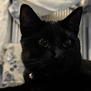Zorro participe au concours pour gagner de l'argent avec cette photo : black_cat, cat, feline, pet, animal, close_up, portrait, whiskers, ears, eyes, collar, bell, fur, black_fur, indoors, blanket, cozy, sitting, staring, photography