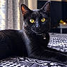 black_cat, cat, feline, pet, animal, golden_eyes, yellow_eyes, collar, bell, whiskers, pointed_ears, shiny_fur, long_body, lying_down, lounging, bed, patterned_blanket, curtains, television, indoor