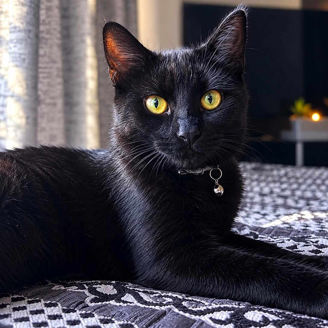 Zorro