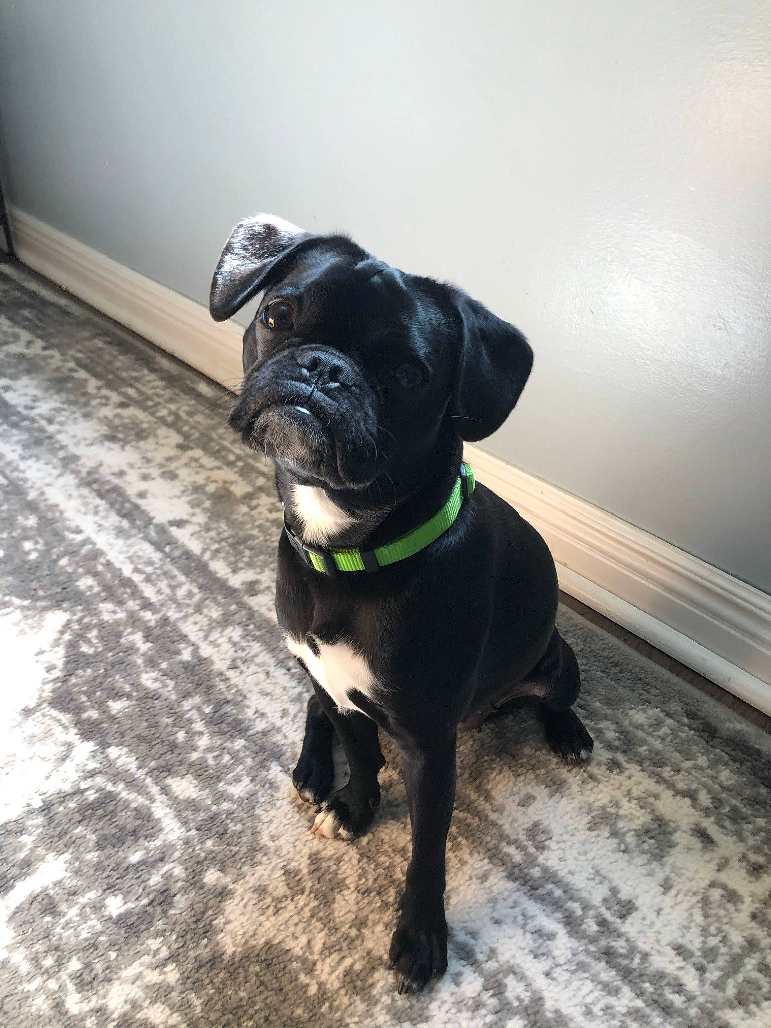 Bean joined the competition — help win amazing prizes! borador, carnivore, collar, companion_dog, dog, dog_breed, dog_collar, dog_supply, fawn, guard_dog, gun_dog, leash, liver, molosser, pet_supply, pug, tail, toy_dog, whiskers, working_animal